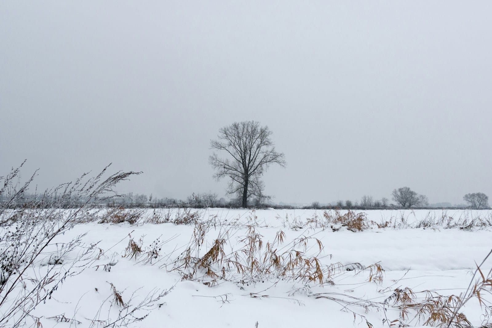 Co jest potrzebne roślinie do życia? 2