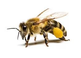 Gra Wisielec: Pszczoła